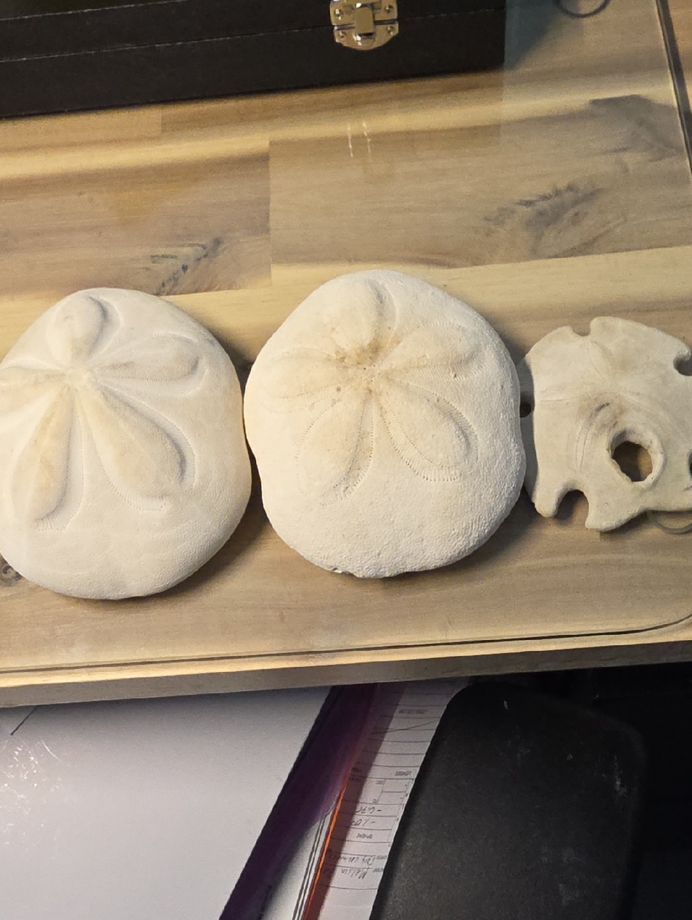 Natural Mexican Sand Dollar And  2 Sea Biscuit Fossils Shell Décor - Unbranded